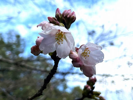 ソメイヨシノの開花