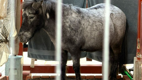 馬にまつわる物語⑧