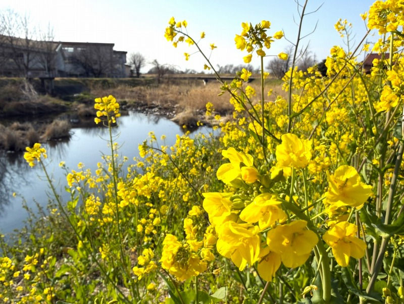 渡良瀬川支流の松田川の堤防沿いの菜の花(足利市大前町、2026年3月18日)