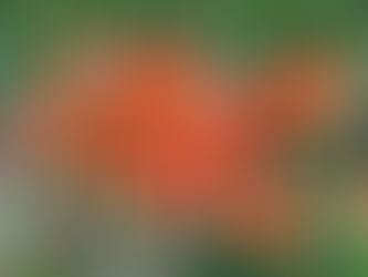 キツネノカミソリの群生地