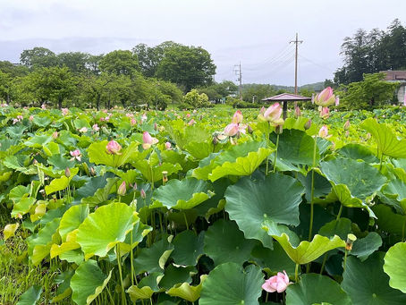 つがの里「ハス開花中」