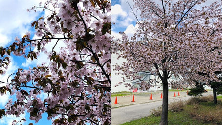 桜のある風景2026⑱
