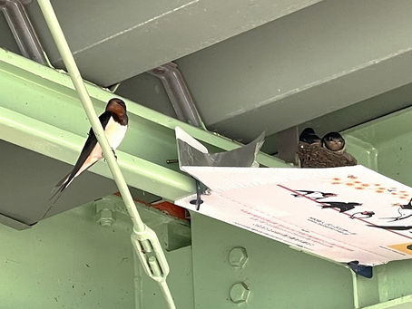 ツバメの子育て⑨