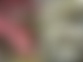 ハナミズキの季節