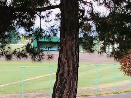 旭川のアカゲラ