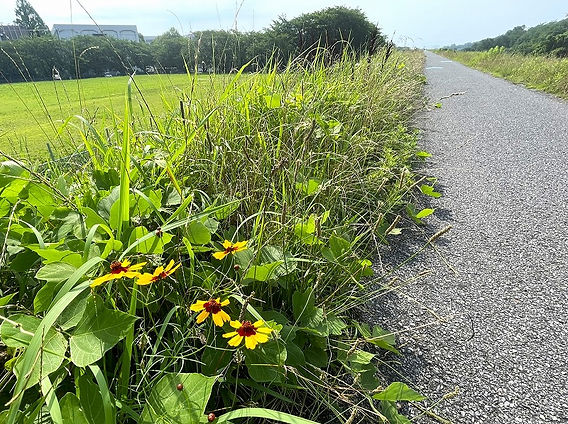 道端の「黄色い花」②