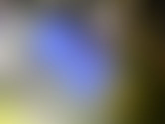 トウキョウサンショウウオの初産卵