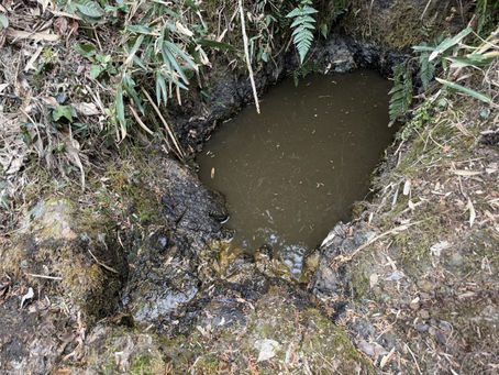 ﾄｳｷｮｳｻﾝｼｮｳｳｵ産卵地の整備
