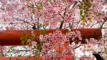 桜のある風景2026③