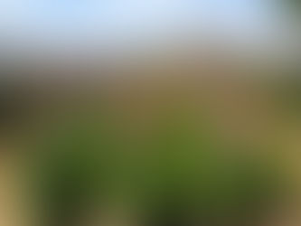 国府公民館のルピナス