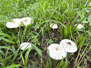 草むらに出現! その正体は毒キノコ?