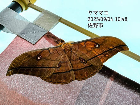 ヤママユガ