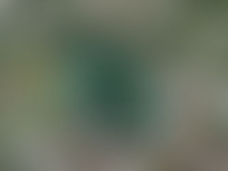 産卵地の整備作業