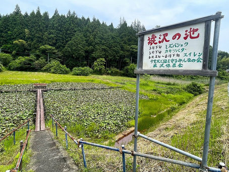 「猿沢の池」のスイレン