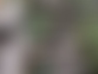 エゾリスとエゾマツ