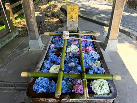 アジサイの季節③(唐澤山神社)