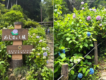 アジサイの季節①(栃木、鹿沼)