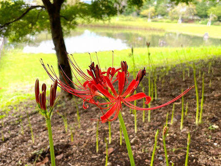 ヒガンバナの開花宣言