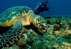 YoBuceo en Maldivas II - nov 2016