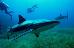 YoBuceo en Jardines I - Ago 2014