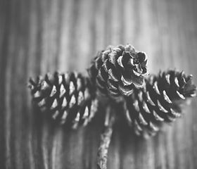Pine Cones