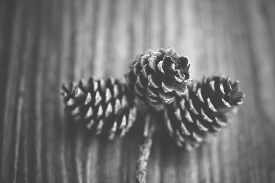 Pommes de pin