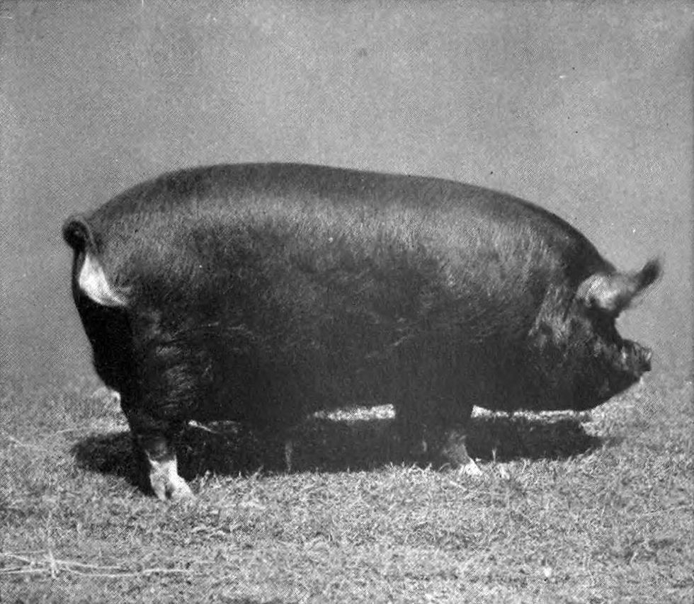 EB1911_Pig_-_Berkshire_boar_edited.jpg