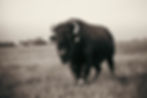 Grass-fed bison standing in an open prairie field at Quill Creek Farms