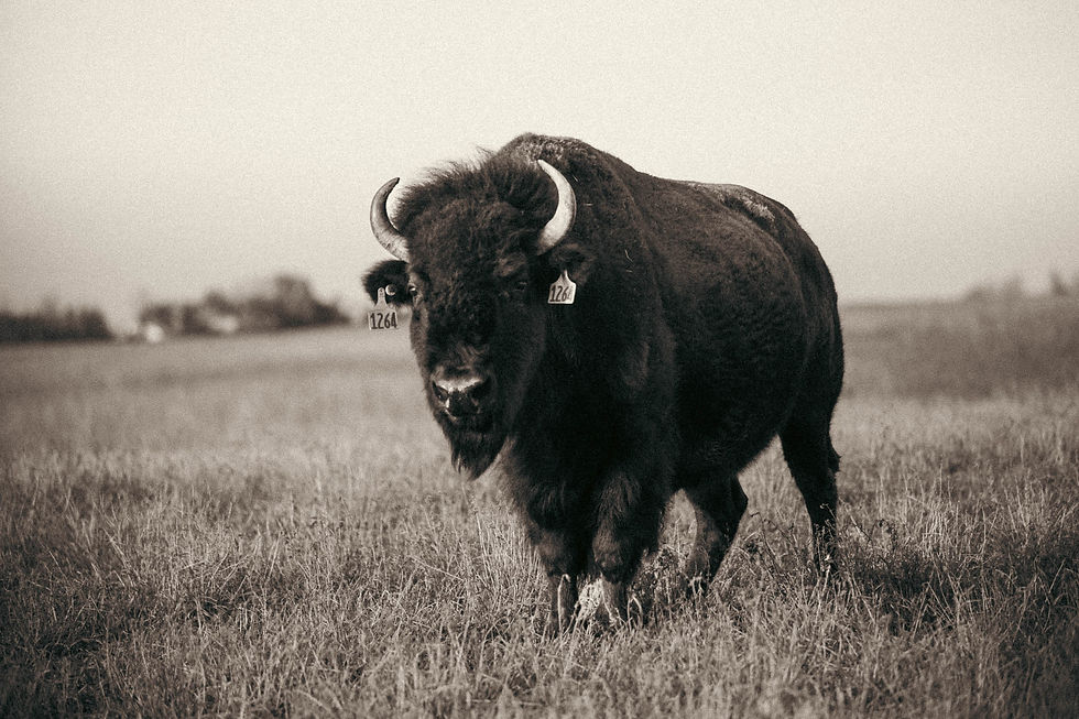 Grass-fed bison standing in an open prairie field at Quill Creek Farms