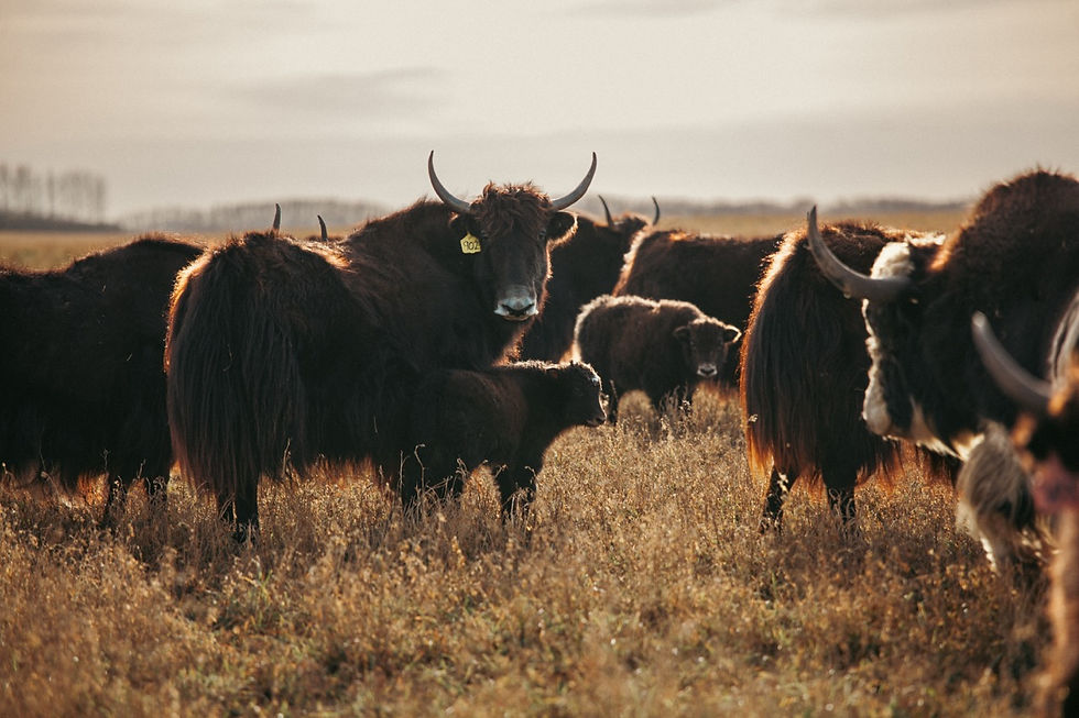 Yak grazing together on open prairie pasture at Quill Creek Farms