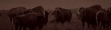 bison-in-field_edited.jpg