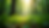 Eye-level view of a lush green forest with sunlight filtering through the leaves