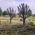 Freshly trimmed trees with clean cuts, enhancing the health and appearance of the landscape.