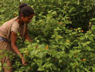 ‘We don’t feel the need to migrate’: A village tackles an invasive species, helps people stay home