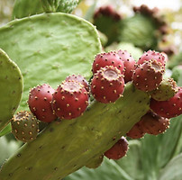 Pflanze Villa Italien.jpg