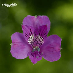 Alstroemeria Purple Cote DAzure