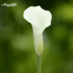 Calla White