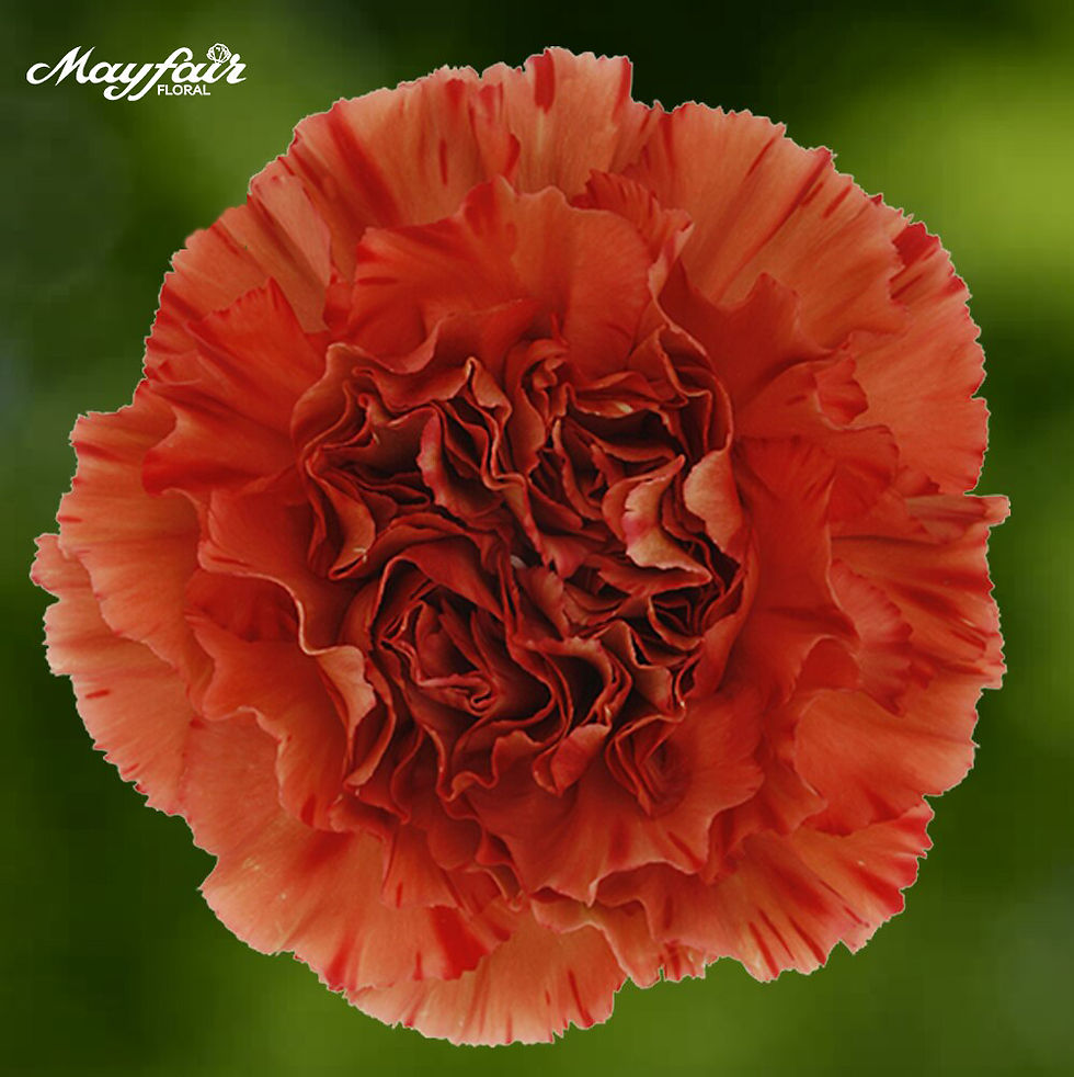 Carnations Vintage Dark Orange Crazy Hor