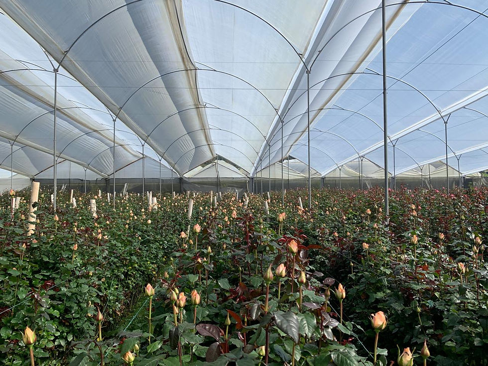 WhatsApp Image 2026-03-05 at 16.26.26.jpeg