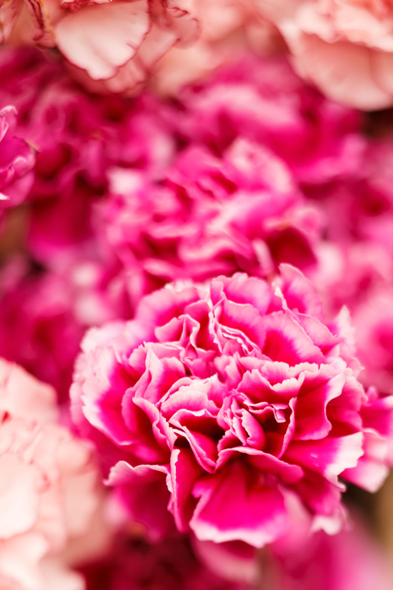 ACA Flowers