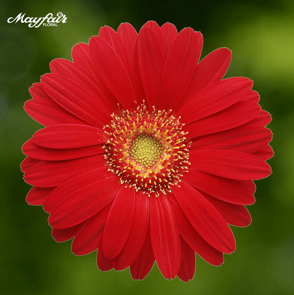 Gerbera Red