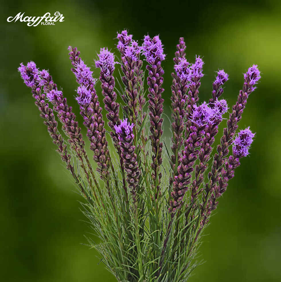 Liatris Purple