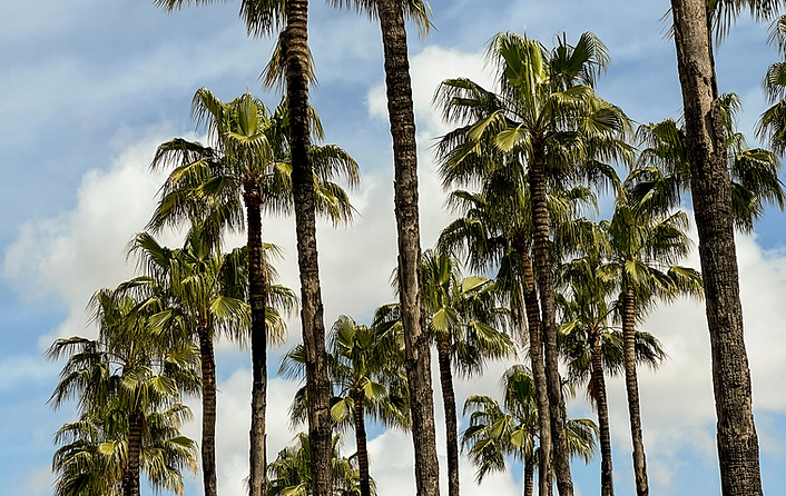 Palm trees and blue skies in Seville