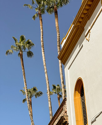 Palm trees and yellow building in Seville