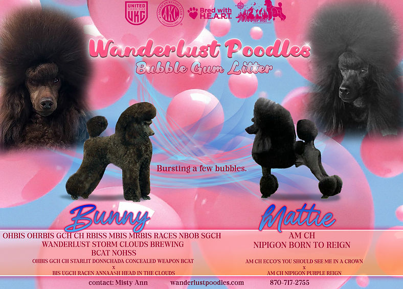 Bunny Mattie Bubble Gum Litter.jpg