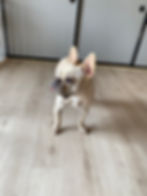 看板犬の「てん太郎」🐷