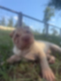 oat4.jpeg