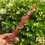 Thumbnail: Released Wand