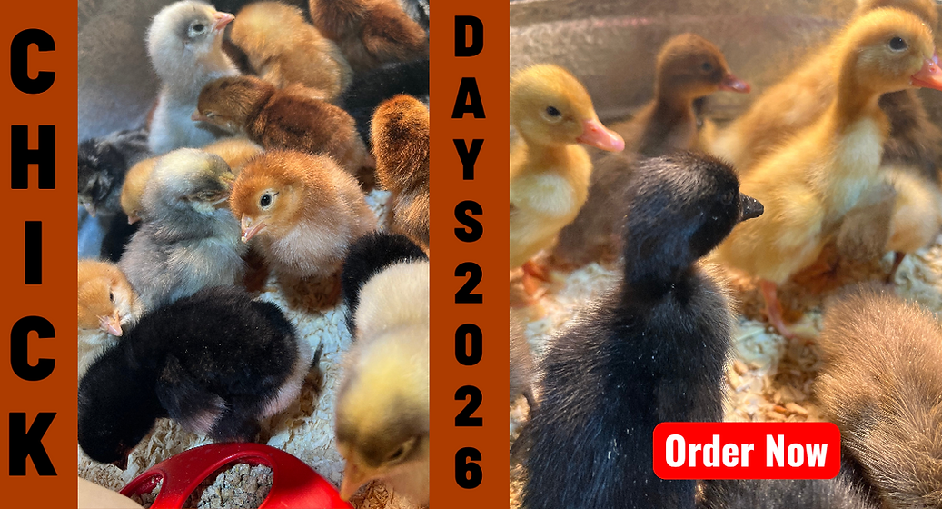 Chick Days