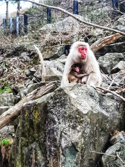 Jigokudani Monkey Park